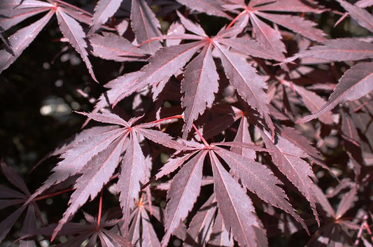 Acer palmatum Burgundy Lace