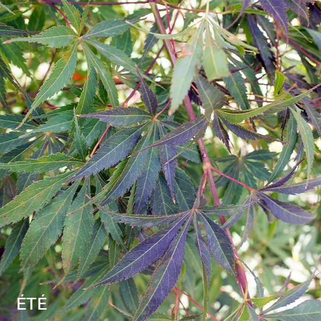 Acer palmatum Burgundy Lime