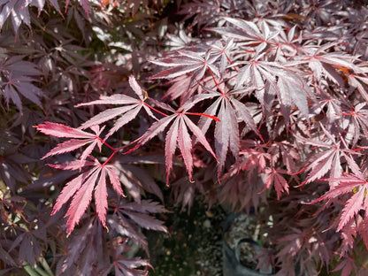 Acer palmatum Burgundy Lace