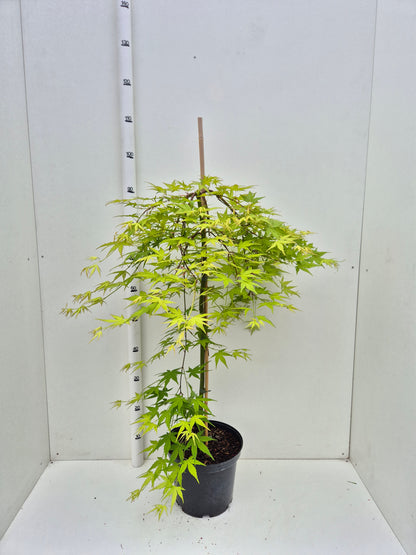 Acer palmatum Ryusen