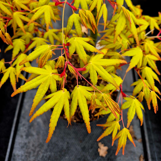 Acer palmatum Calico