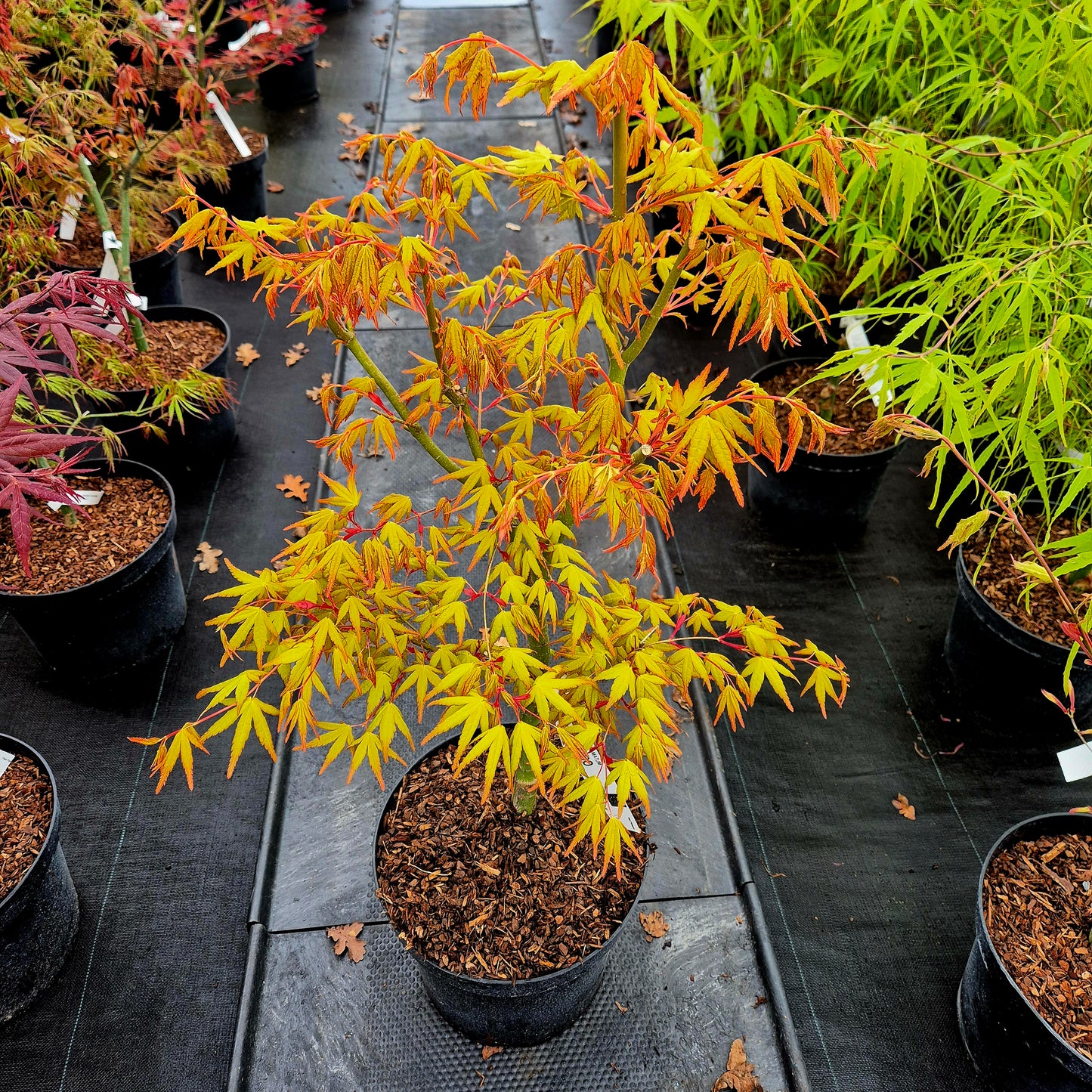 Acer palmatum Calico