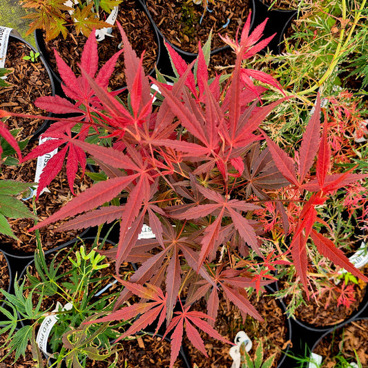 Acer palmatum Christy Ann