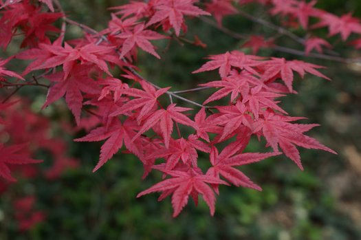 Acer palmatum Corallinum