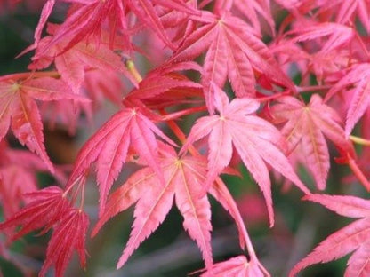 Acer palmatum Corallinum