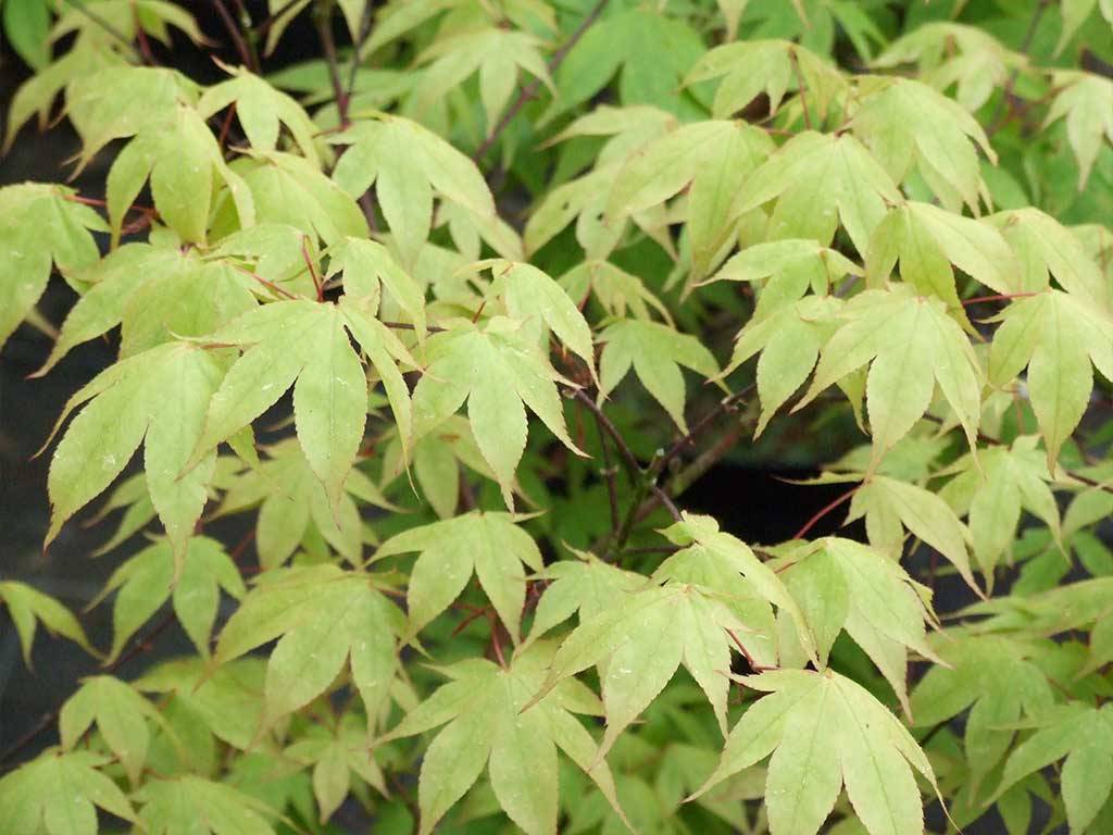 Acer palmatum Coreanum (Korean Gem)