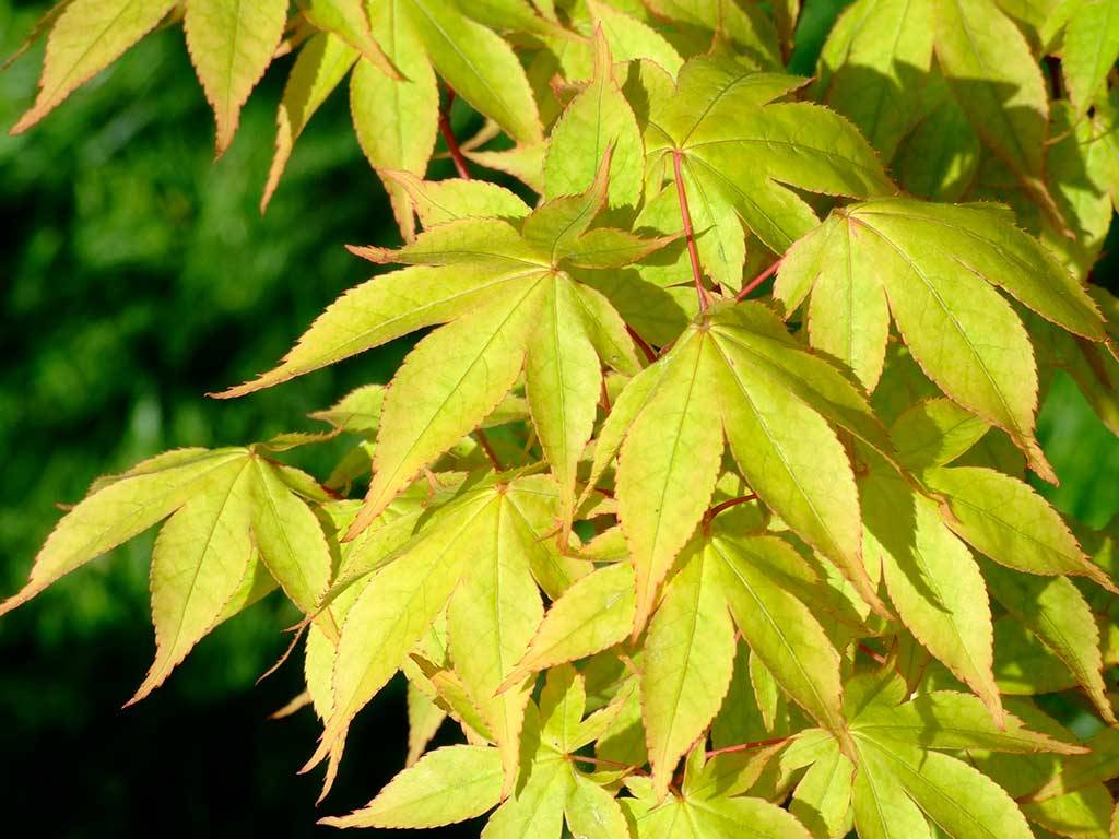 Acer palmatum Coreanum (Korean Gem)