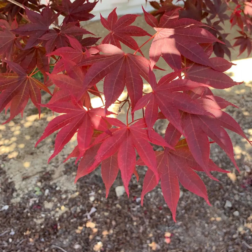 Acer palmatum Coreanum (Korean Gem)