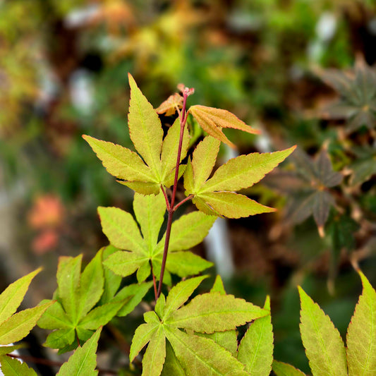 Acer palmatum Coreanum (Korean Gem)