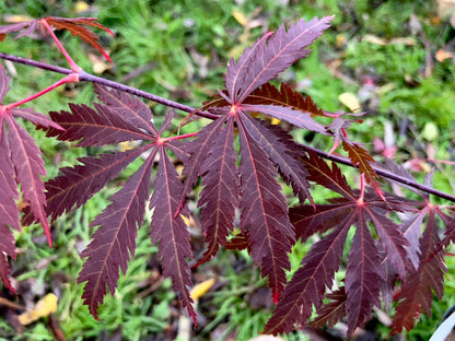 Acer palmatum Crimson Carol