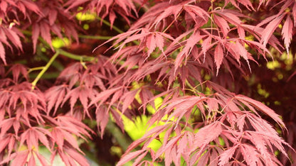 Acer palmatum Crimson Carol