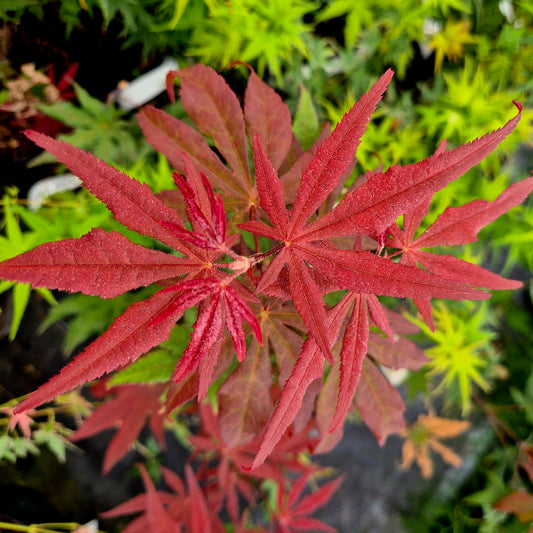 Acer palmatum Dark Ghost