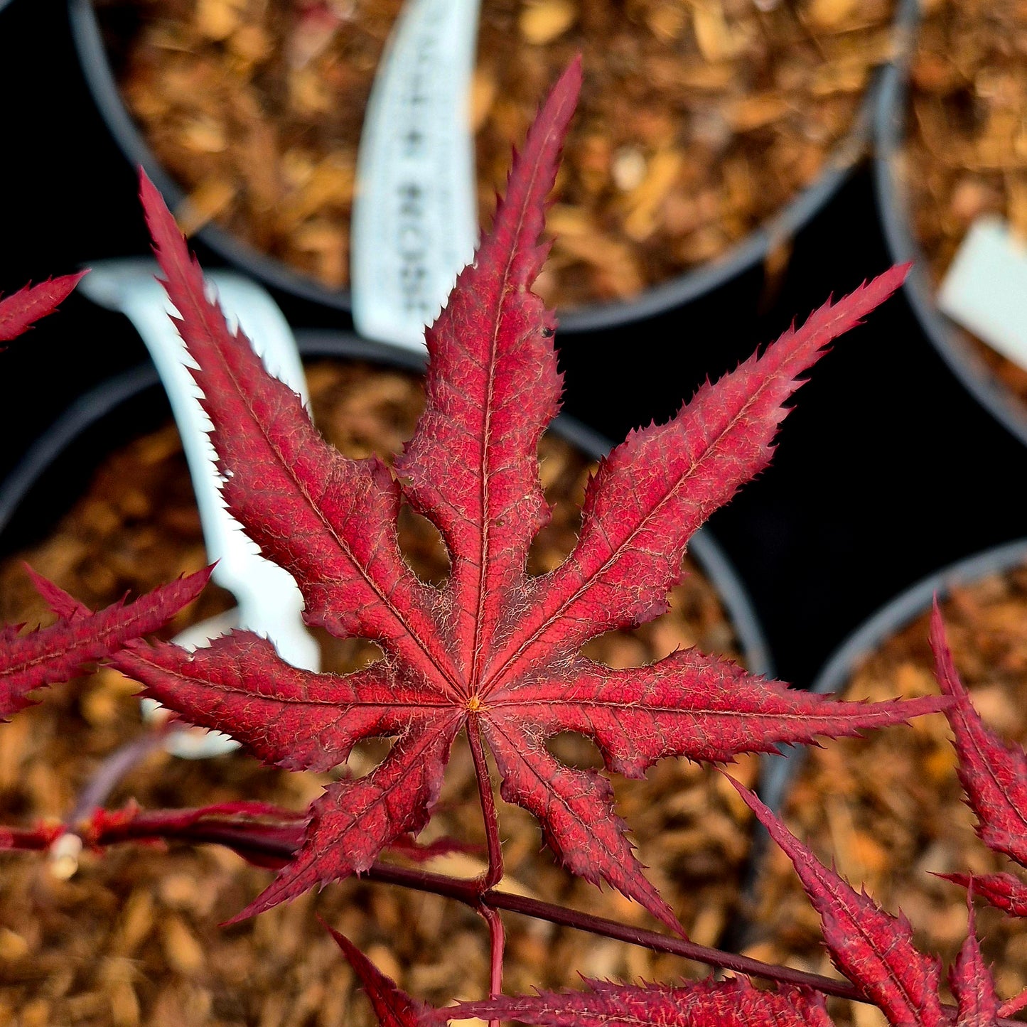 Acer palmatum Dark Knight