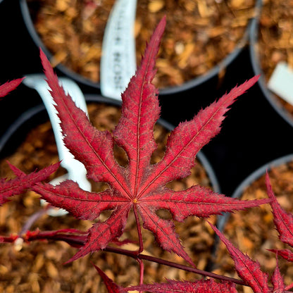 Acer palmatum Dark Knight
