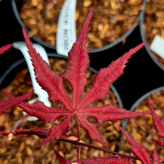 Acer palmatum Dark Knight