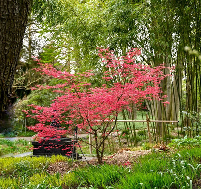 Acer palmatum Deshojo