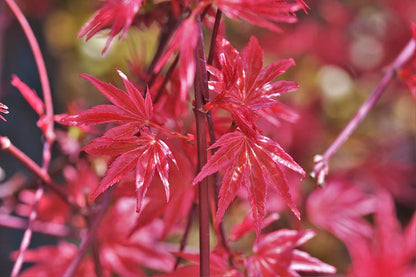 Acer palmatum Deshojo