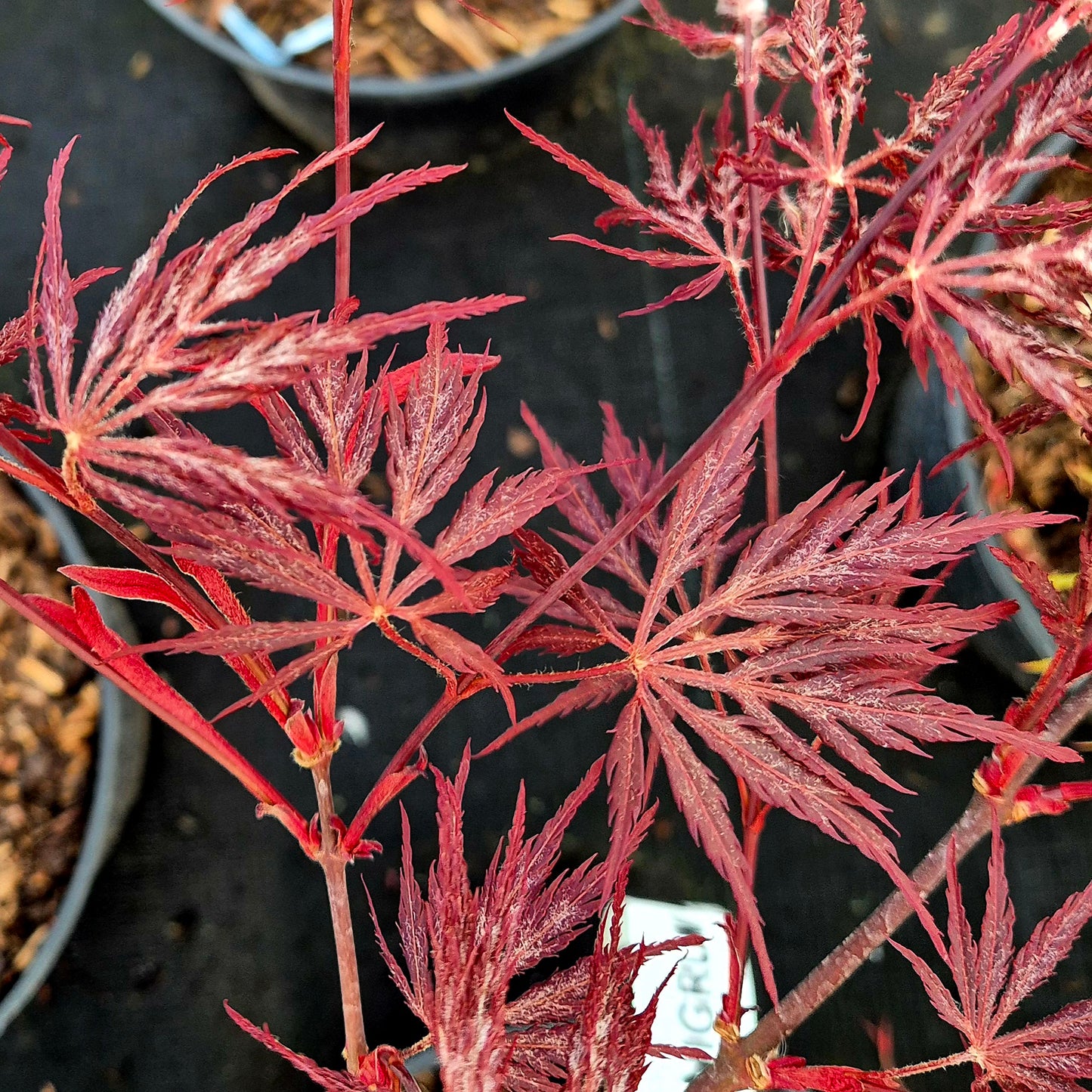 Acer palmatum dissectum Nigrum