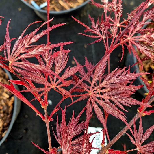 Acer palmatum dissectum Nigrum