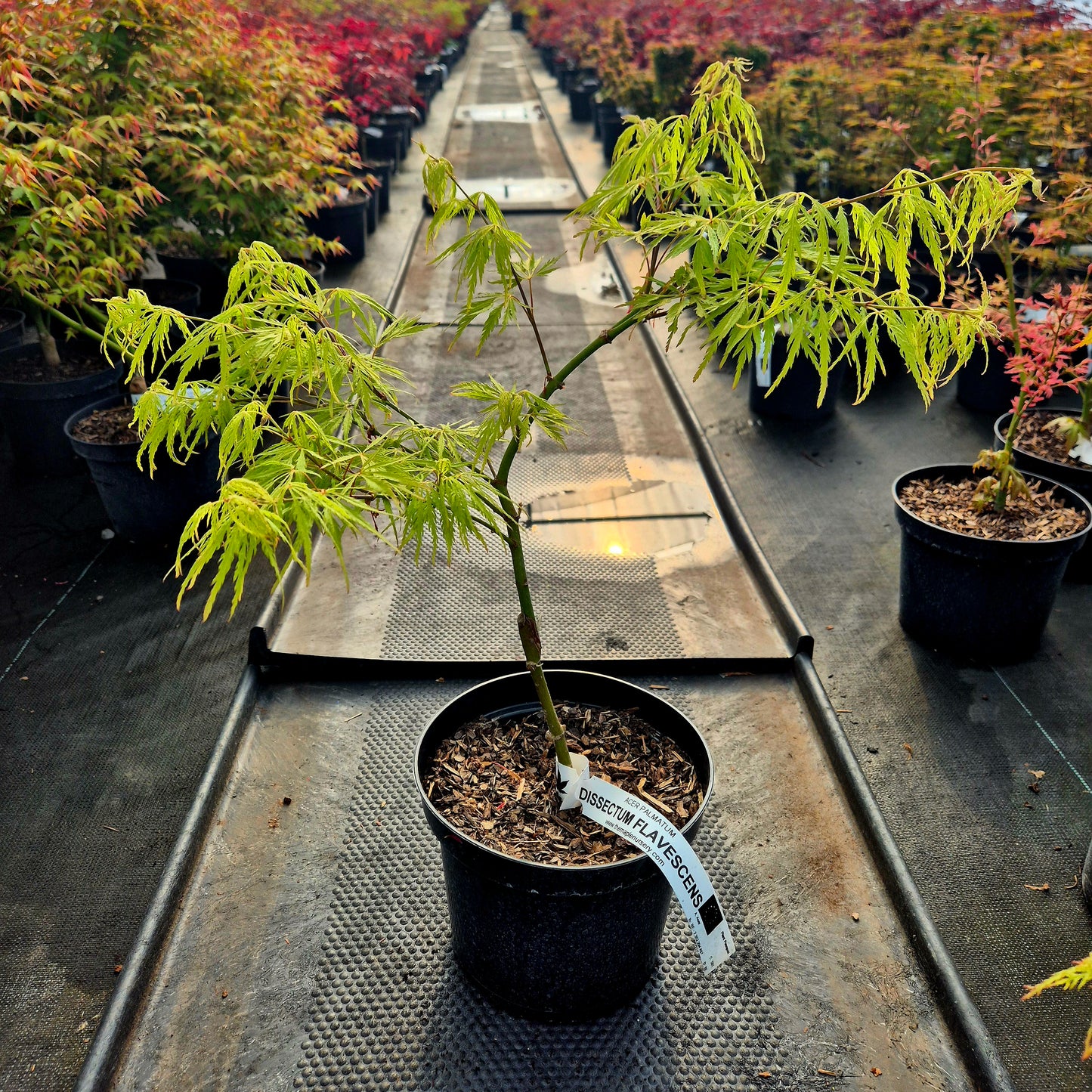 Acer palmatum dissectum Flavescens