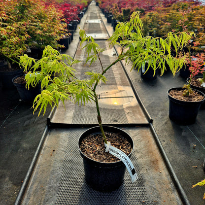 Acer palmatum dissectum Flavescens