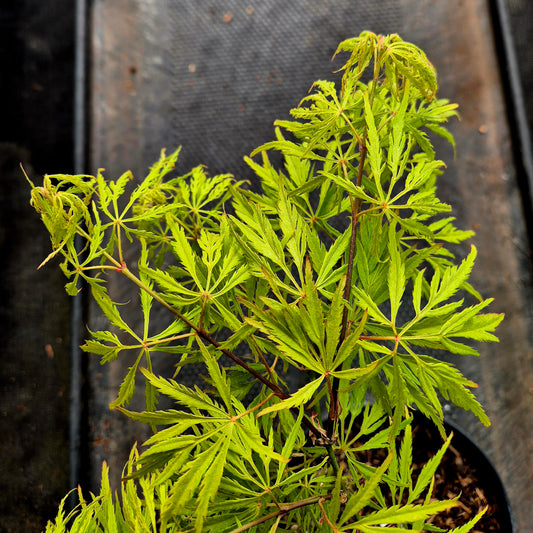 Acer palmatum dissectum Flavescens