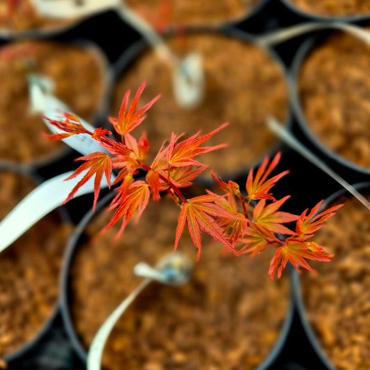 Acer palmatum Dora