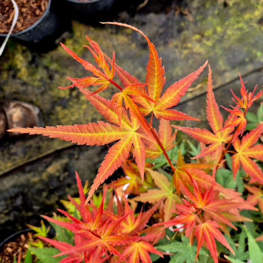 Acer palmatum Dora