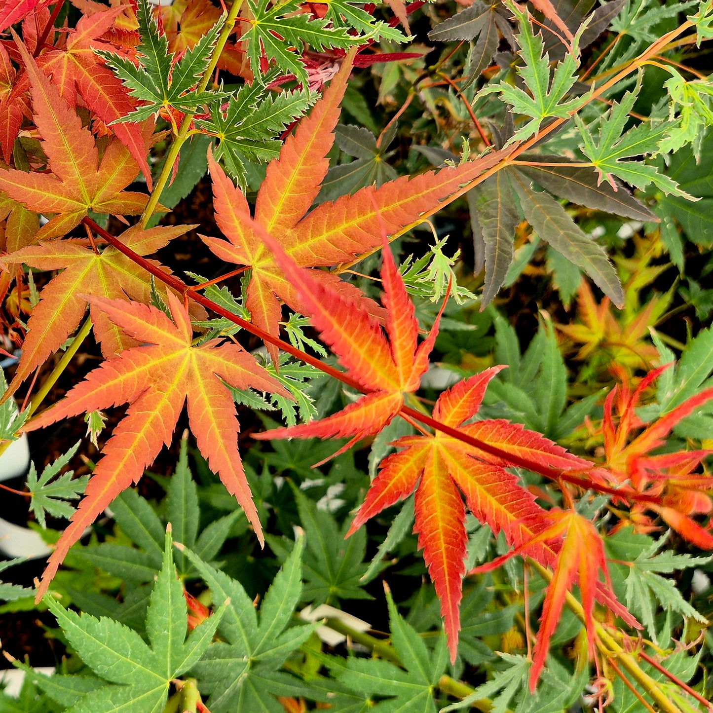 Acer palmatum Dora
