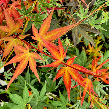 Acer palmatum Dora