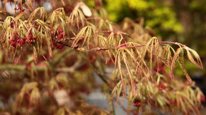 Acer palmatum Dr. Brown