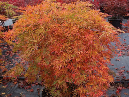 Acer palmatum Dr. Brown