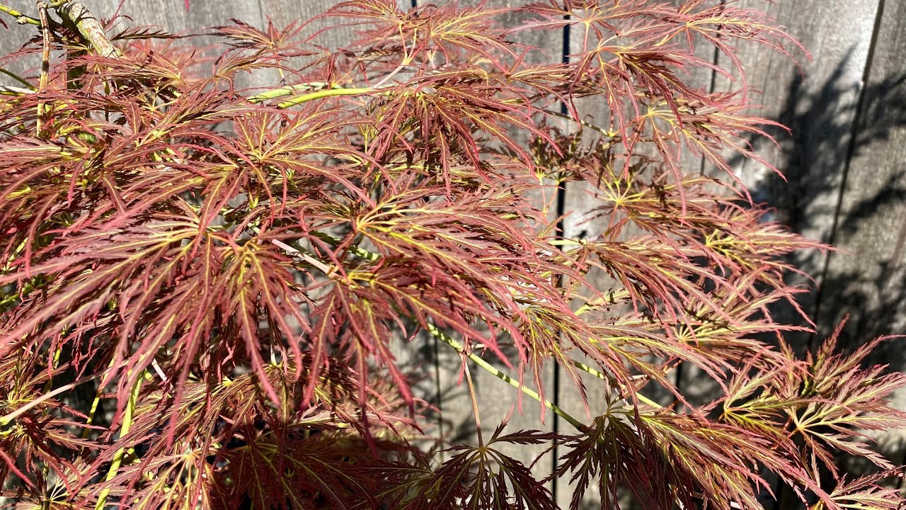 Acer palmatum Dr. Brown