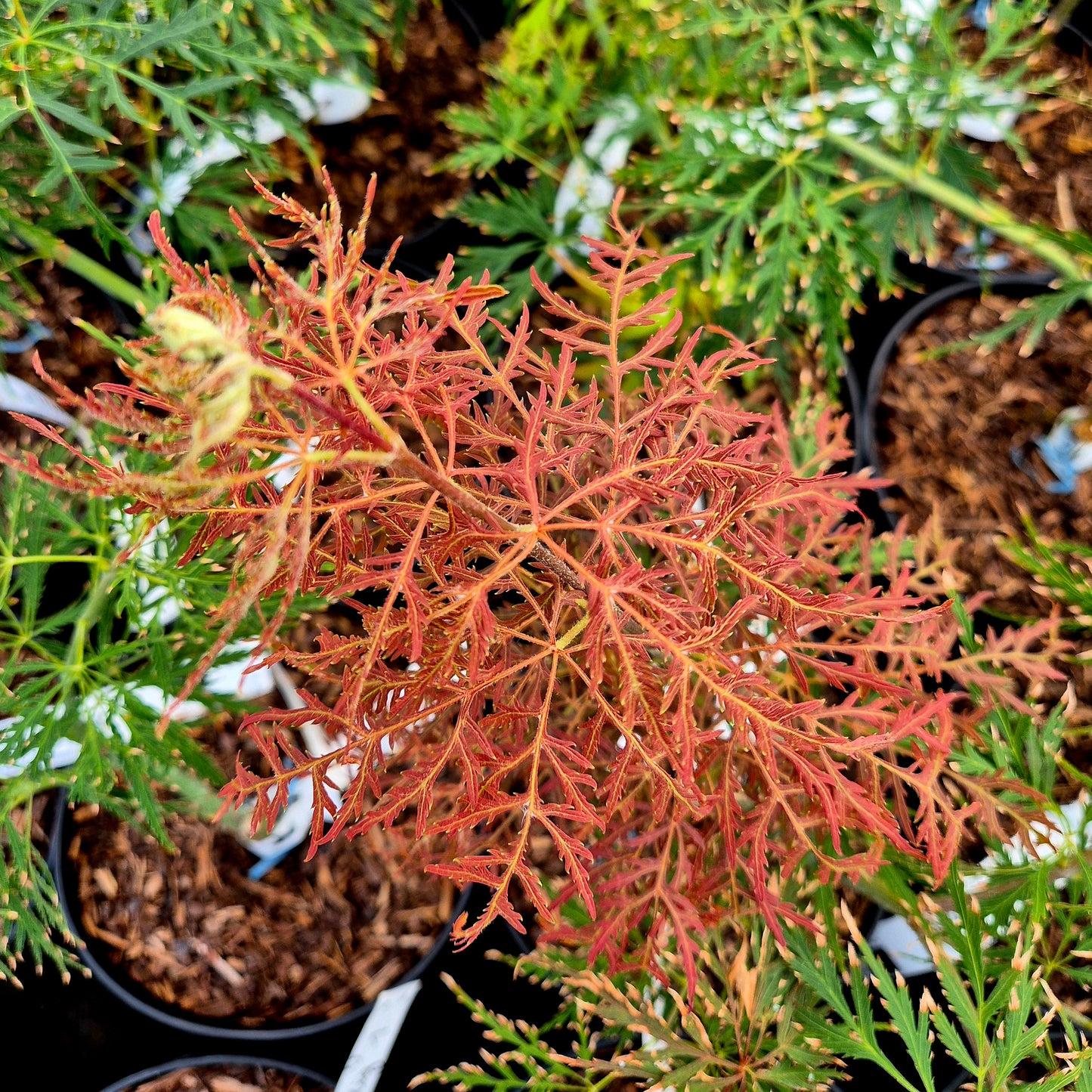 Acer palmatum Dr. Brown