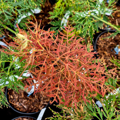 Acer palmatum Dr. Brown
