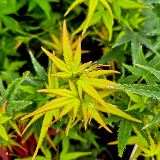 Acer palmatum Eimini