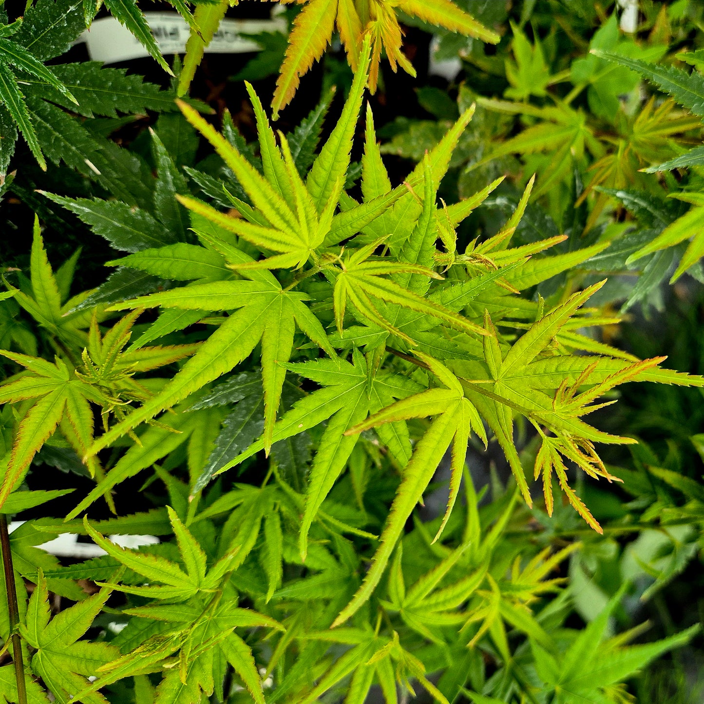 Acer palmatum Eimini