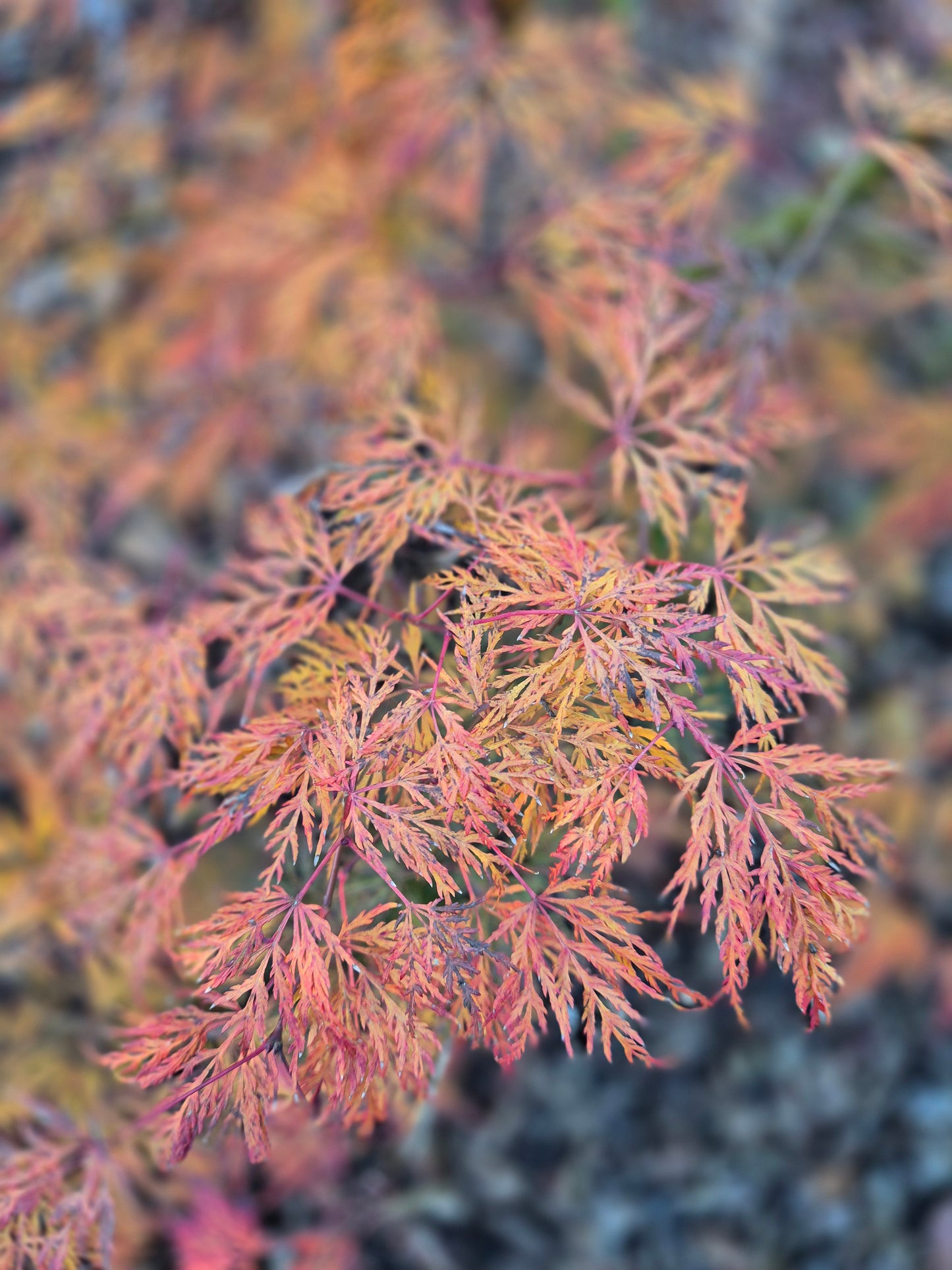 Acer palmatum Emerald Lace