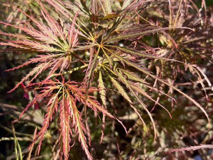 Acer palmatum Emma