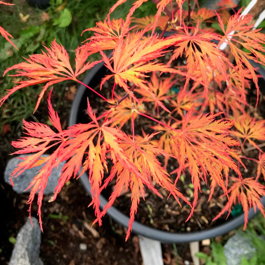 Acer palmatum Emma