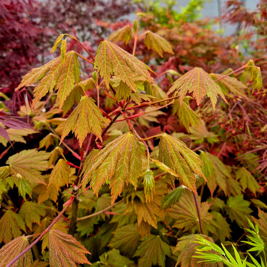 Acer japonicum Emmett's Pumpkin