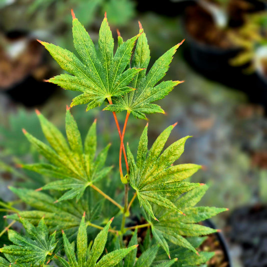 Acer japonicum F. Nakai