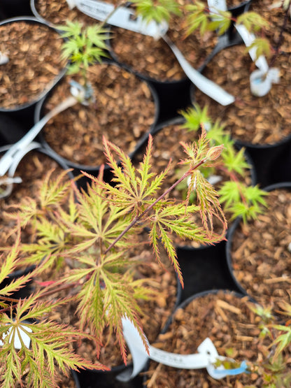 Acer palmatum Felice