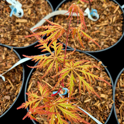 Acer palmatum Felice