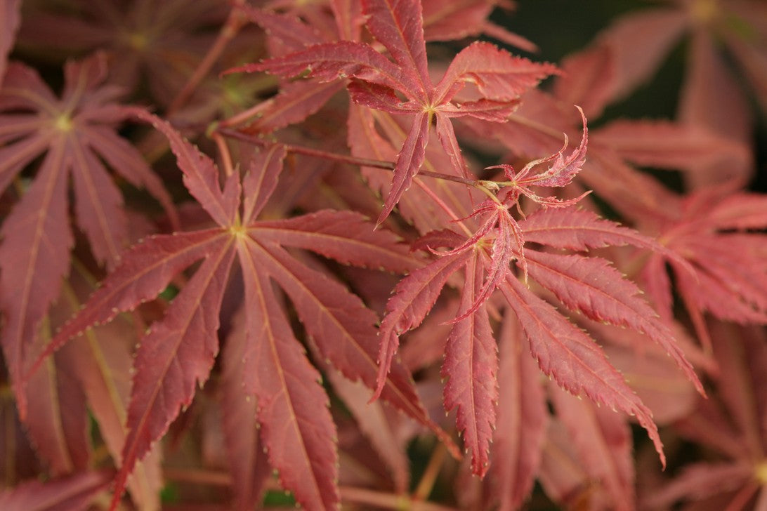 Acer palmatum Fior d'Arancio