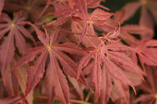 Acer palmatum Fior d'Arancio