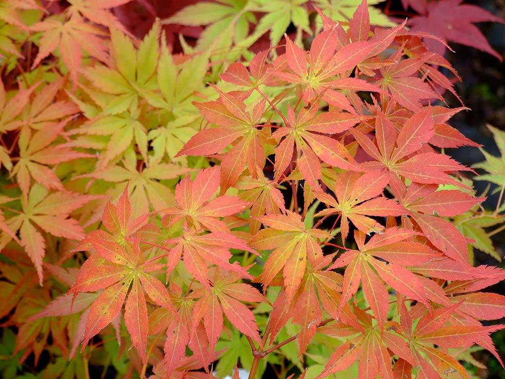 Acer palmatum Fior d'Arancio