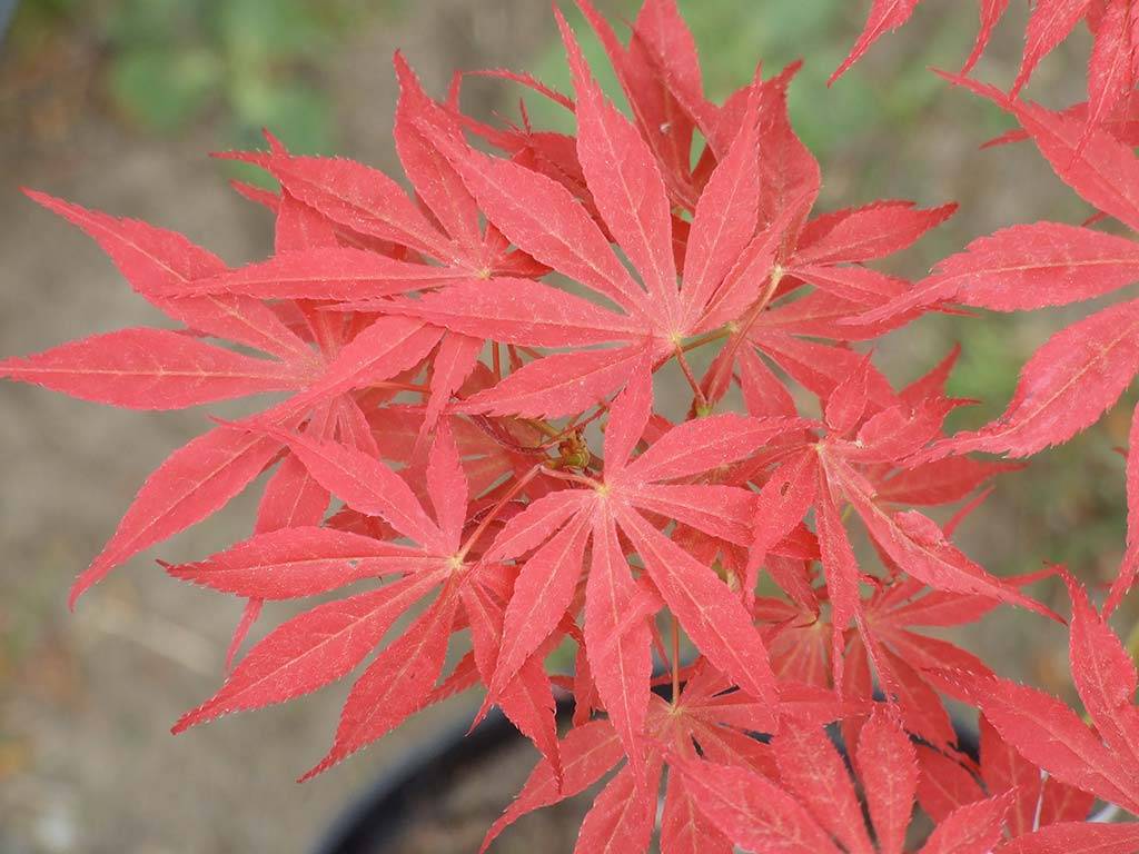 Acer palmatum Fior d'Arancio