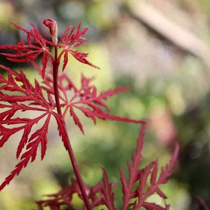 Acer palmatum 'Firecracker'®