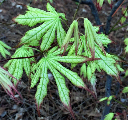 Acer palmatum First Ghost